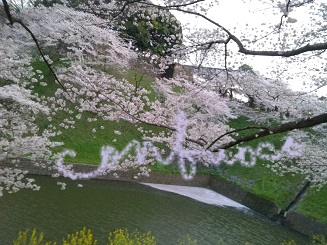 sakura 2015 hanaikada.jpg