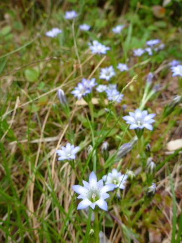 笠ケ岳の花2013070910.jpg