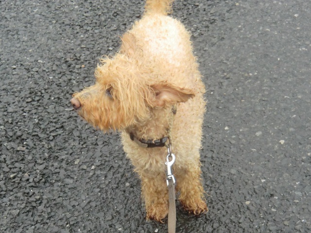 CIMG0912-1.jpg