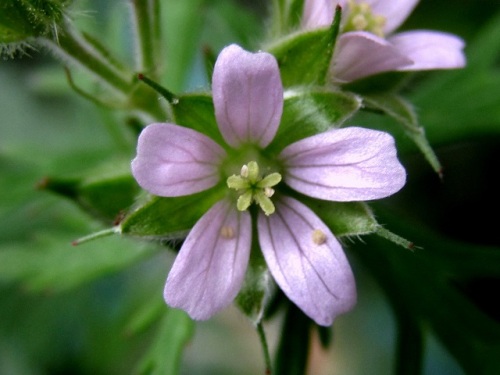 アメリカフウロの花 花言葉は 誰か私に気づいて下さい だそうです 小さい花なので 意識しないと見すごして通り過ぎてしまうかもしれません しろうと自然科学者の自然観察日記 楽天ブログ