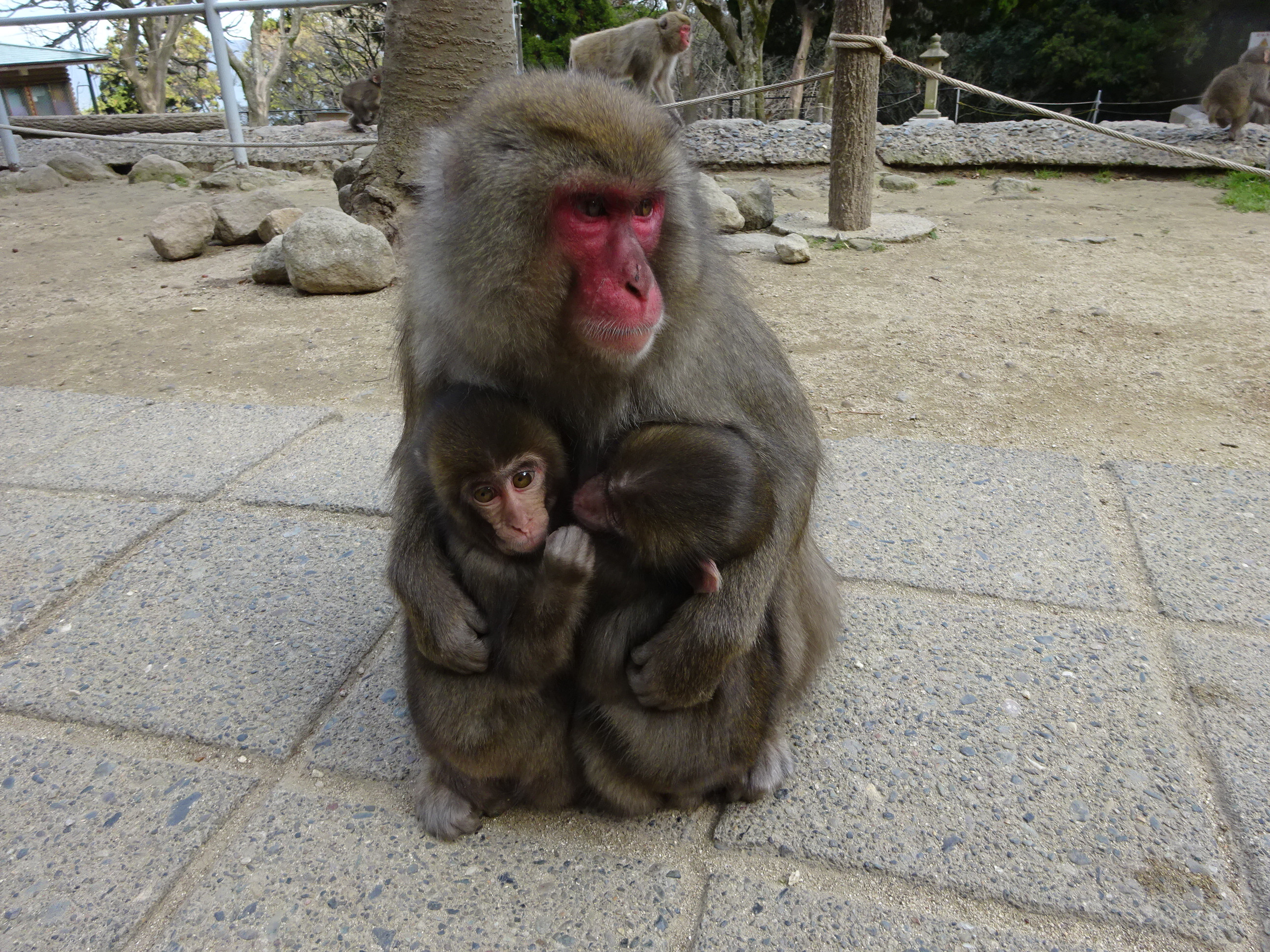 カラオケ どちらがママ似？ (1).JPG