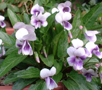 sumire4.jpg