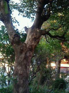 NEC_0018.JPG