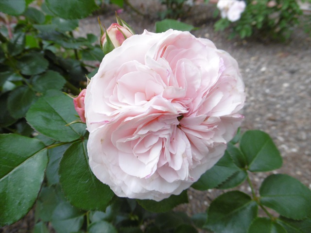 P1200745_R.JPG