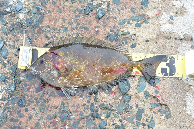 showPhoto (640×426)