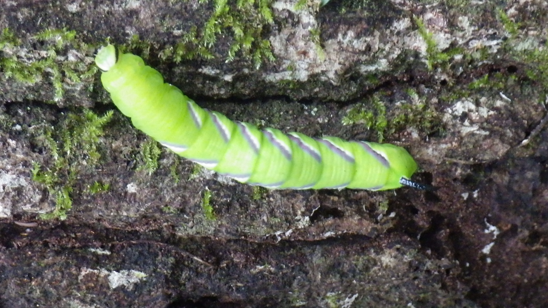 コエビガラスズメ