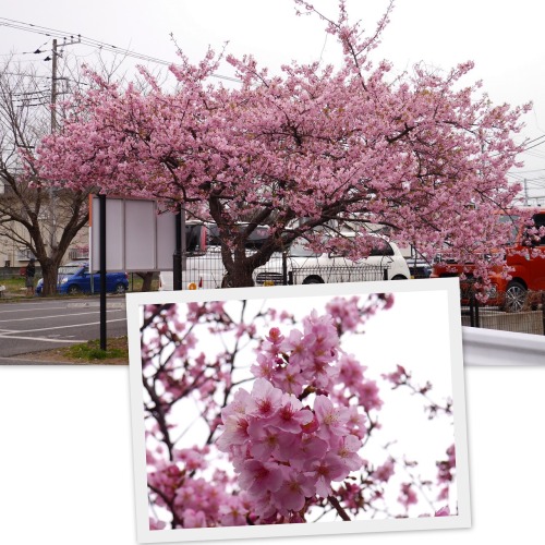 2021-02-26桜２ 大寒桜1.jpg