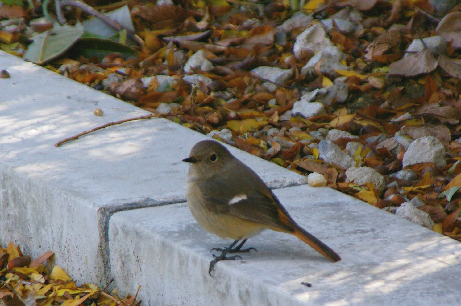 ジョウビタキ♀