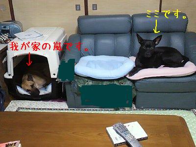 ミミと嵐.jpg