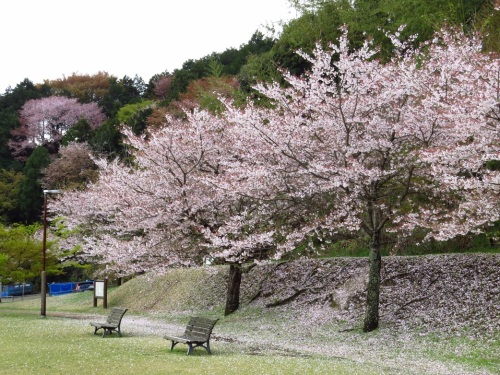 桜9571.jpg