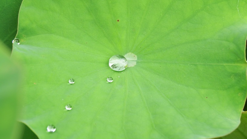 DSCF9102.JPG