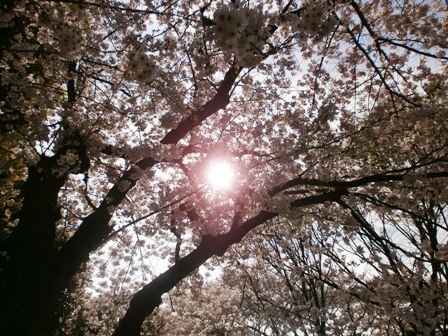 満開の桜４.jpg