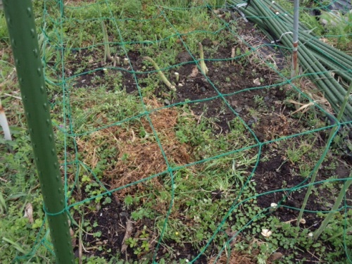 アスパラガスを長期収穫するための立茎というテクニック 家庭菜園デザインノート 楽天ブログ