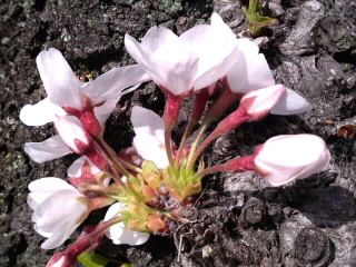 幹桜2018_咲き始め