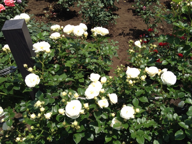 IMG_9066 (640x480).jpg