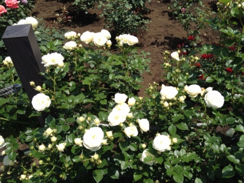 IMG_9066 (640x480).jpg