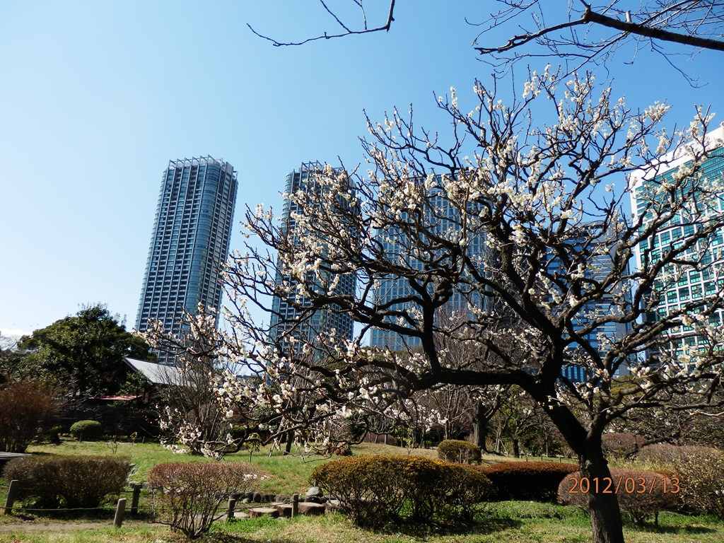 P3130043a東京浜離宮2012.JPG