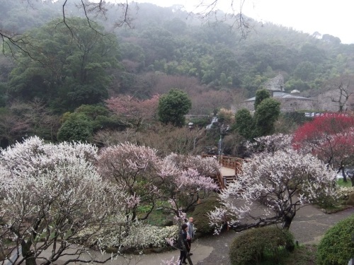 熱海梅園梅祭り５20120318 - コピー.JPG