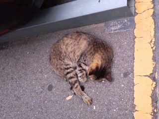 アンモニャイト2016