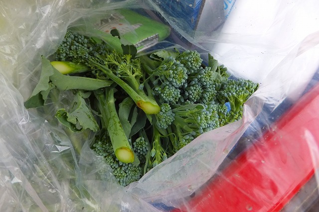 2014.06.08  今がピークの野菜畑 006.jpg