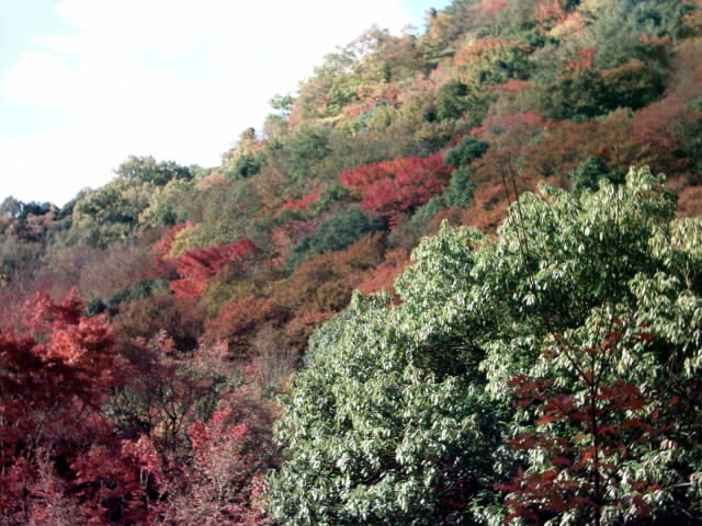 C:\fakepath\shodoshima008.jpg