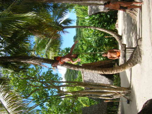 グアム旅行 リナラカルチャーパーク  (4).JPG