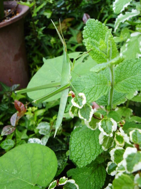 DSC09054.JPG