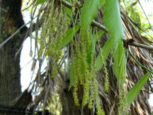 クヌギとコナラの花 雄花序 4月のウォーキングコースの植物 しろうと自然科学者の自然観察日記 楽天ブログ