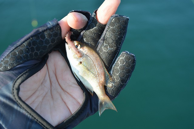 showPhoto (640×426)