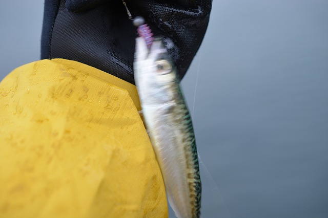 showPhoto (640×426)