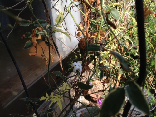 IMG_9286 (640x480).jpg