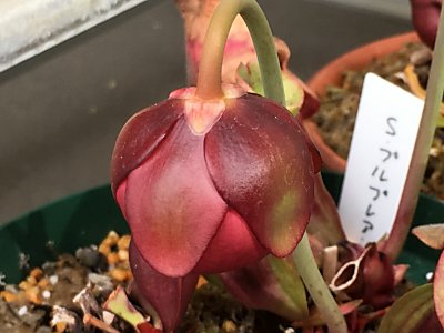 サラセニアの花 僕の食虫植物日記 楽天ブログ