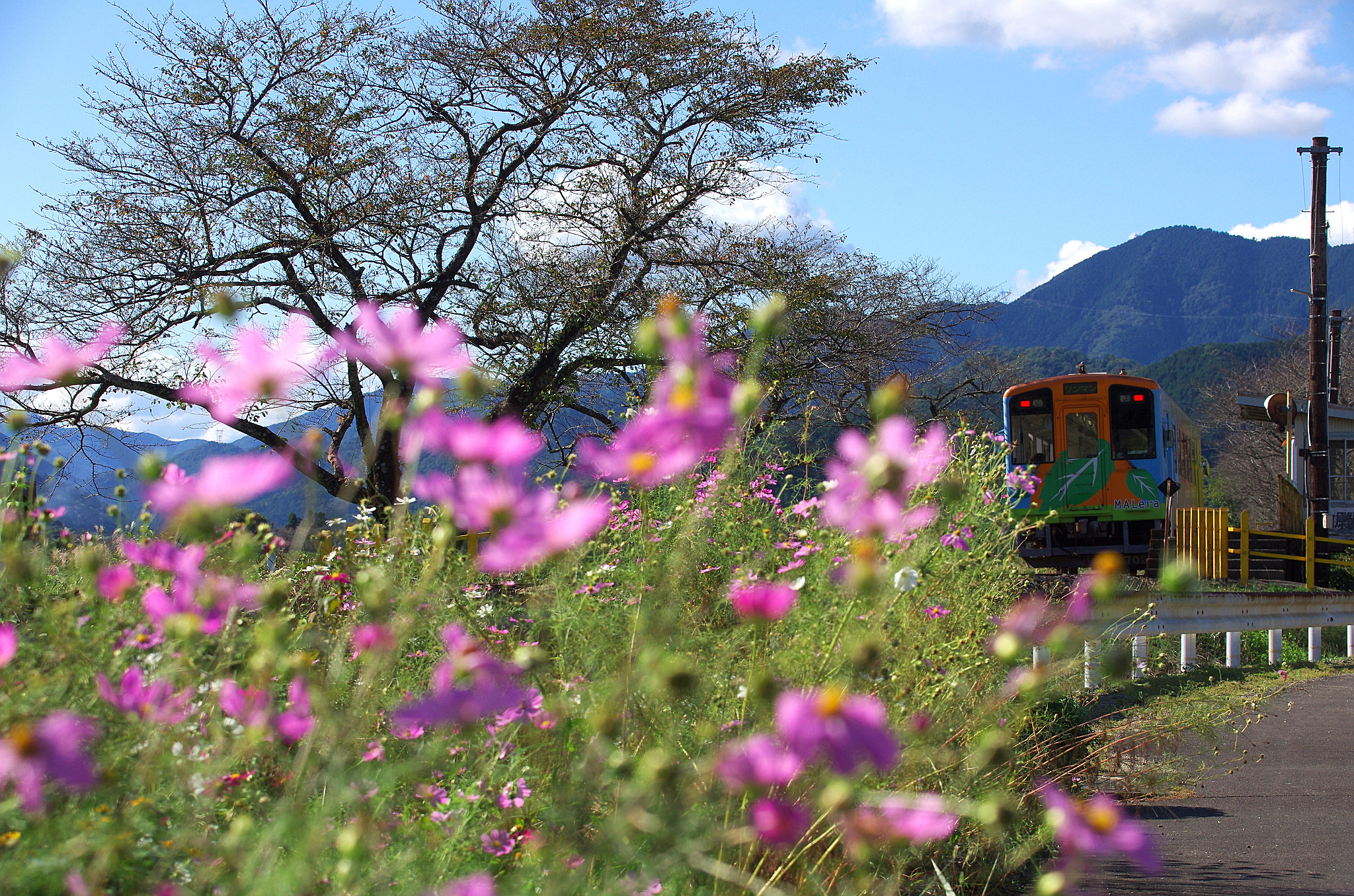 1.コスモスと樽見鉄道(1).jpg