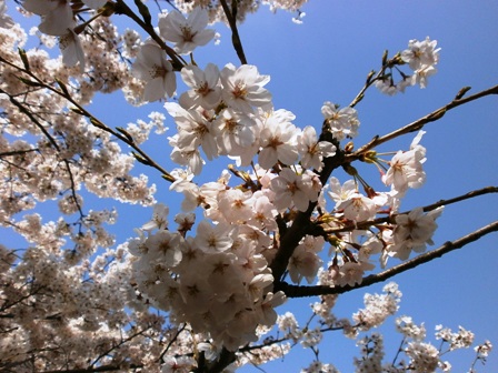 桜２.jpg