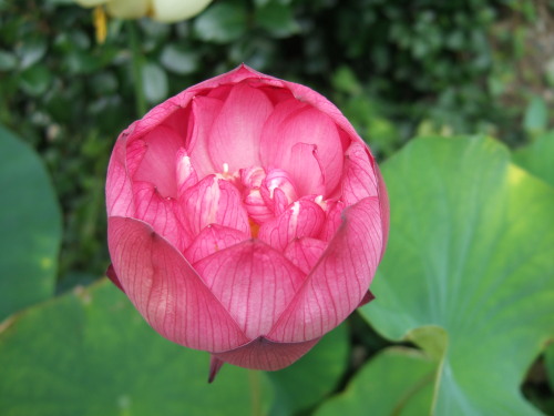 2013_0811lotus0022.JPG