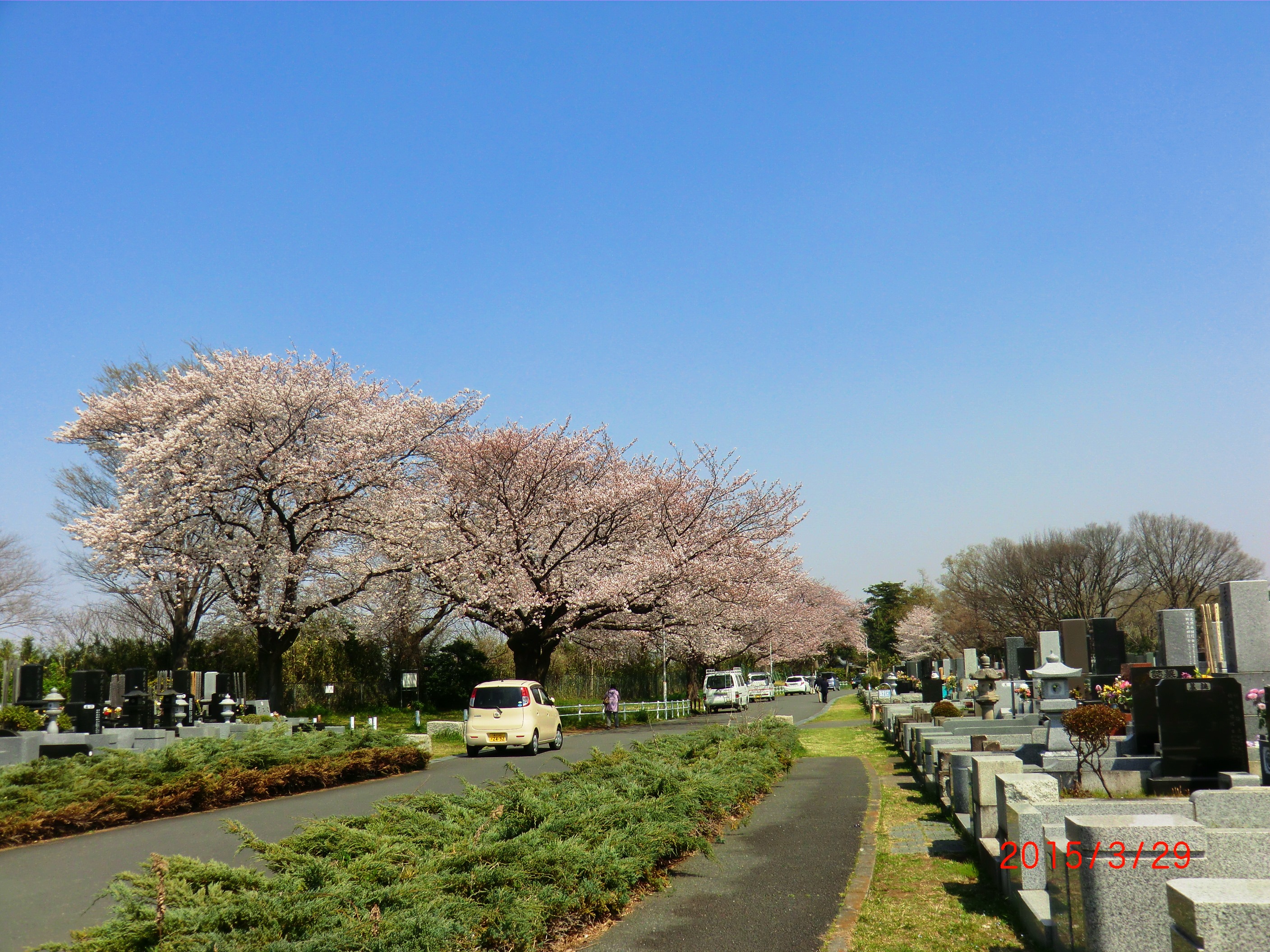 １５－３－３０津田山桜 005.JPG