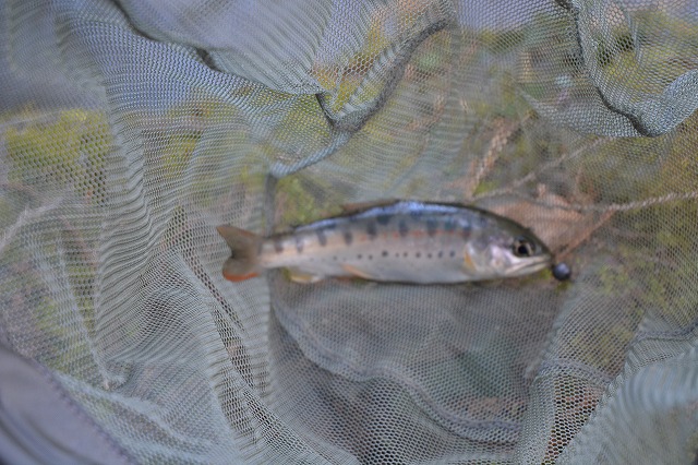 showPhoto (640×426)