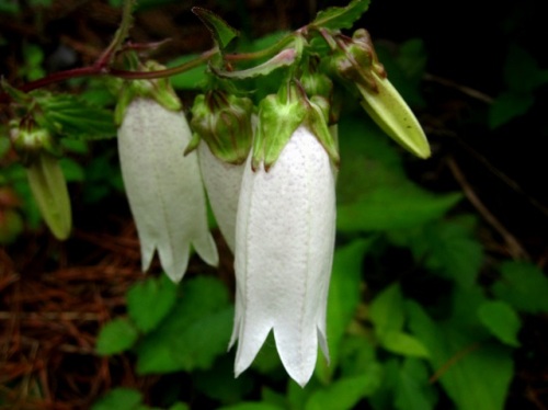 ヤマホタルブクロの花 ホタルブクロの変種です 白花のヤマホタルブクロの花を観察してみました 気仙沼大島での自然観察 その14 しろうと自然科学者の自然観察日記 楽天ブログ