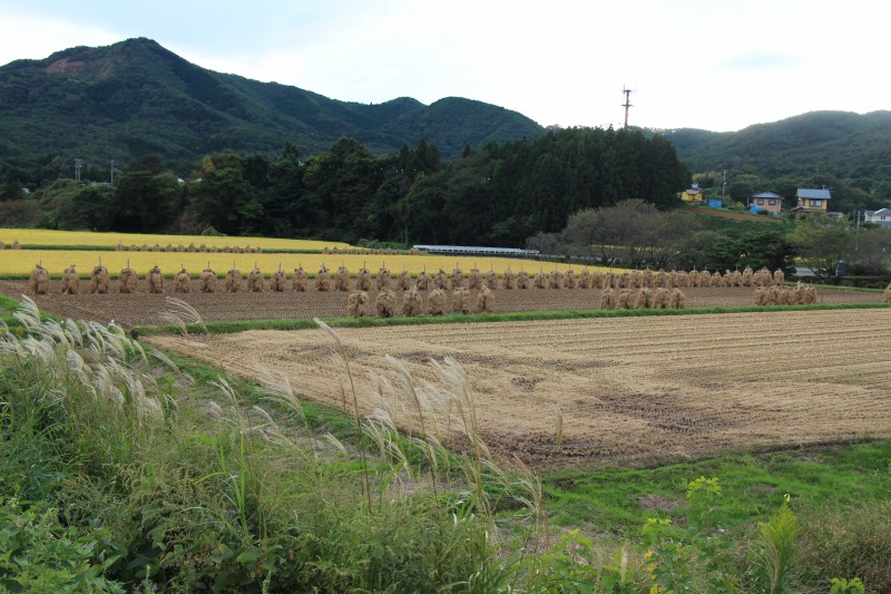 100314大玉村刈り取り後のはざ掛け.jpg