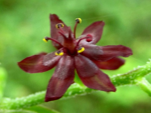 茎頂に黒紫色の花の円錐花序をつけるホソバシュロソウの花 自然観察の振返り 11 メランチウム科の植物 第3回 最終回 しろうと自然科学者の自然観察日記 楽天ブログ
