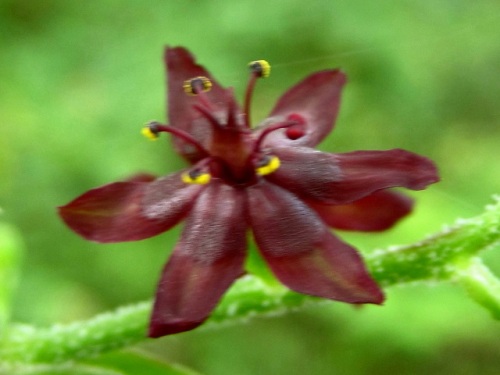茎頂に黒紫色の花の円錐花序をつけるホソバシュロソウの花 自然観察の振返り 11 メランチウム科の植物 第3回 最終回 しろうと自然科学者の自然観察日記 楽天ブログ