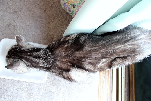 お母さん (25).JPG