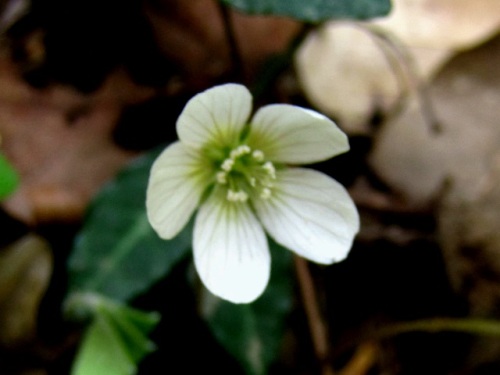 ハート型の葉が印象的なミヤマカタバミの花 春 3月末 の高尾山での自然観察 その18 しろうと自然科学者の自然観察日記 楽天ブログ