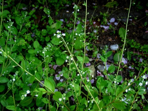 茎の先にサソリ型花序を伸ばし淡青紫色の花を咲かせるキュウリグサの花 4月のウォーキングコースの植物 しろうと自然科学者の自然観察日記 楽天ブログ