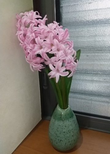 水栽培していたヒヤシンスを地植えにしました V ネコ様とガーデニング 楽天ブログ
