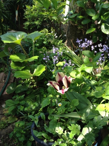 IMG_6986 (480x640).jpg