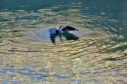 B97A5989 (1024x683).jpg