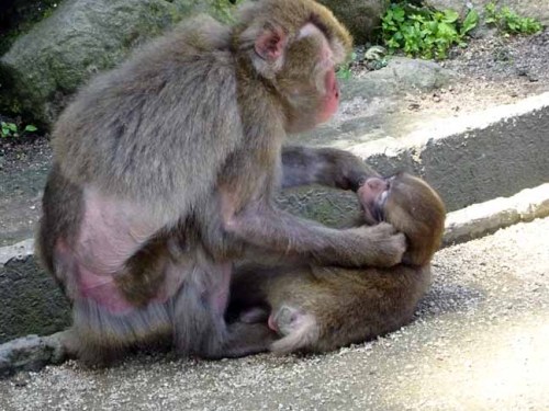 子供の餌を取るお母さん (3).JPG