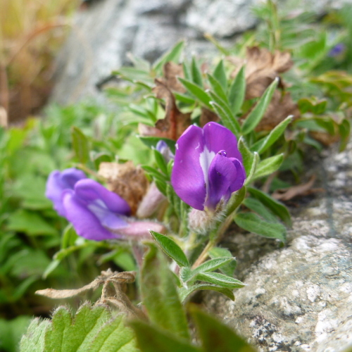 7飯豊連峰の花.jpg