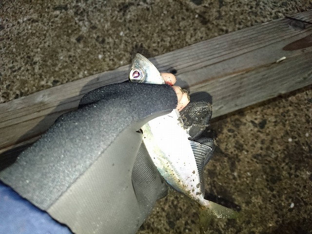 showPhoto (640×480)